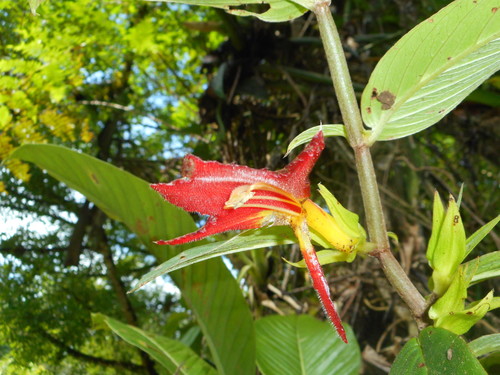 Columnea nicaraguensis (Columnea nicaraguensis)