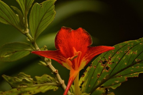 Columnea nicaraguensis (Columnea nicaraguensis)