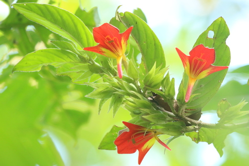 Columnea nicaraguensis (Columnea nicaraguensis)