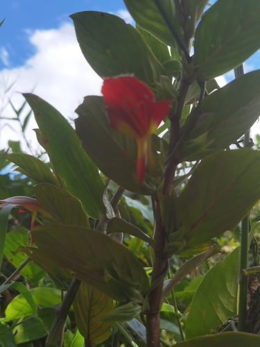 Columnea nicaraguensis (Columnea nicaraguensis)