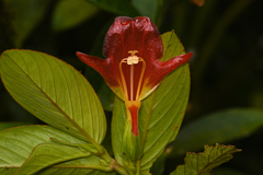 Columnea nicaraguensis (Columnea nicaraguensis)