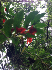 Columnea nicaraguensis (Columnea nicaraguensis)