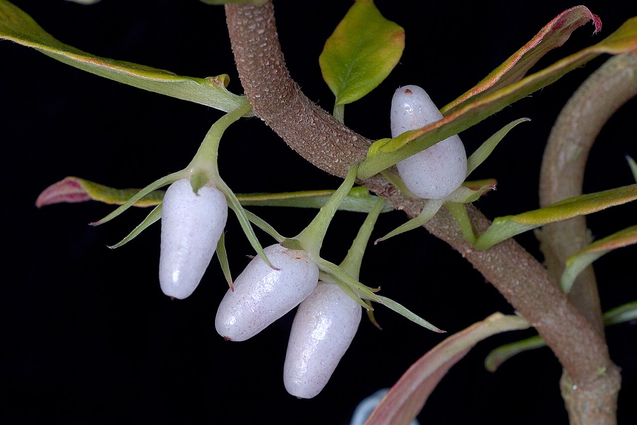 Columnea orientandina: Columnea orientandina , fruit, species from Ecuador
