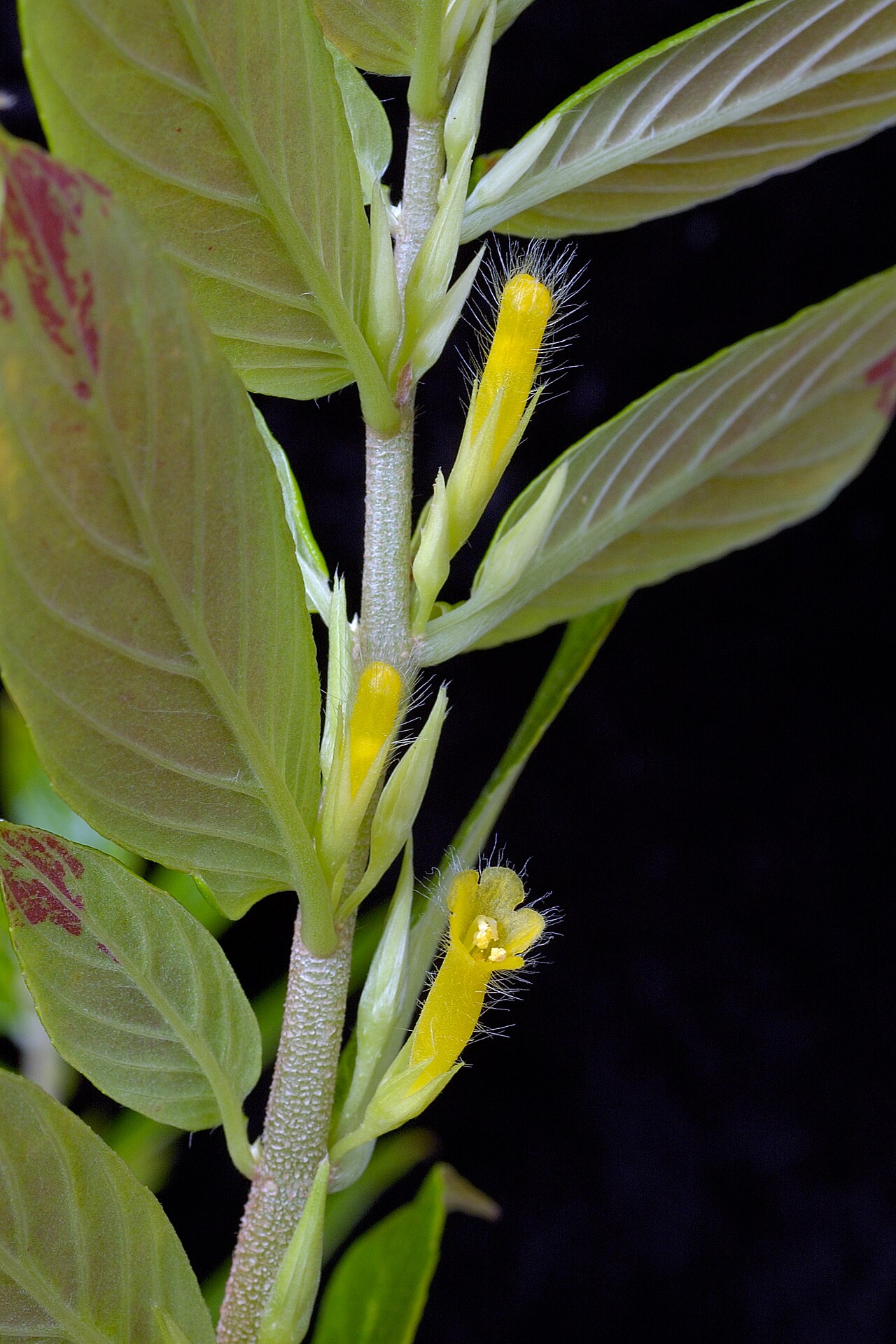 Columnea orientandina: Columnea orientandina , species from Ecuador