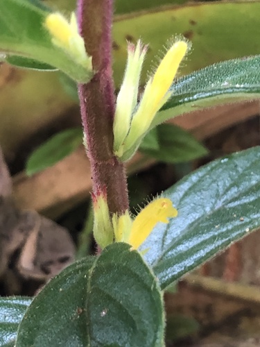 Columnea orientandina (Columnea orientandina)