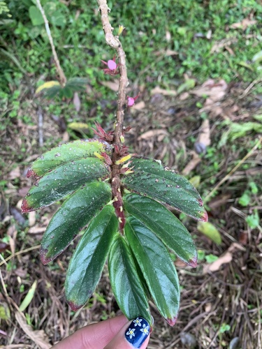 Columnea orientandina (Columnea orientandina)