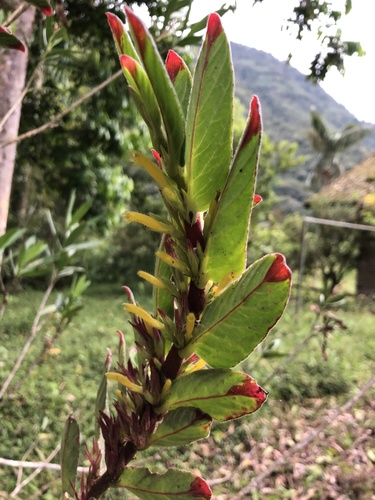 Columnea orientandina (Columnea orientandina)