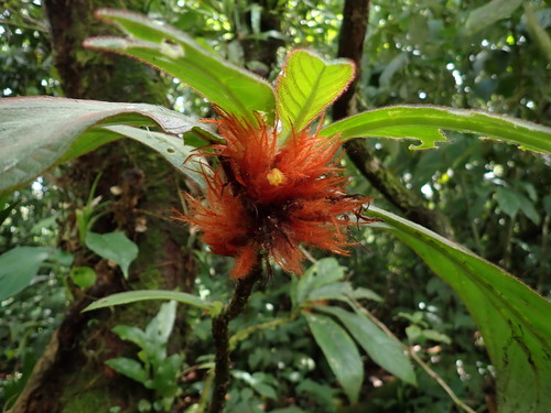 Columnea purpurata (Columnea purpurata)