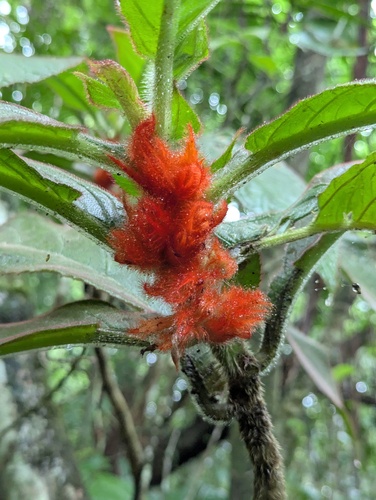 Columnea purpurata (Columnea purpurata)