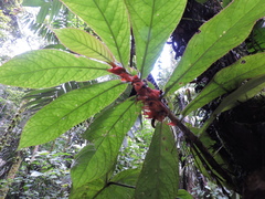 Columnea purpurata (Columnea purpurata)