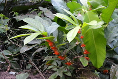 Columnea purpurata (Columnea purpurata)
