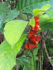 Columnea purpurata (Columnea purpurata)