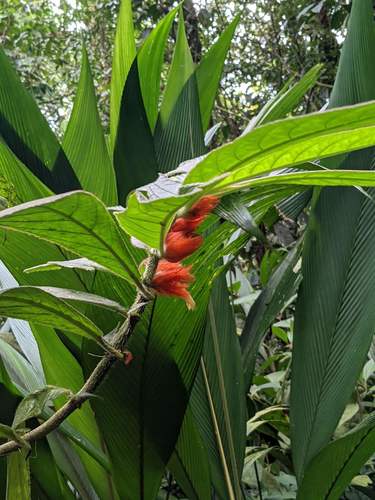 Columnea purpurata (Columnea purpurata)