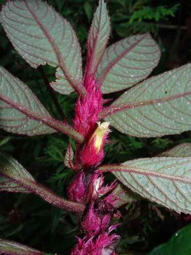 Columnea purpurata (Columnea purpurata)