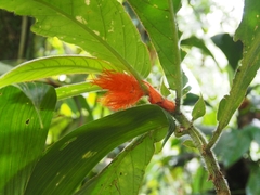 Columnea purpurata (Columnea purpurata)