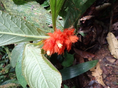 Columnea purpurata (Columnea purpurata)