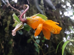 Columnea strigosa (Columnea strigosa)