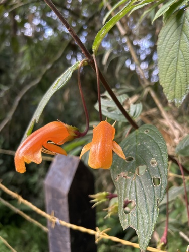 Columnea strigosa (Columnea strigosa)