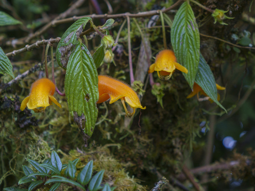 Columnea strigosa (Columnea strigosa)