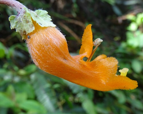 Columnea strigosa (Columnea strigosa)