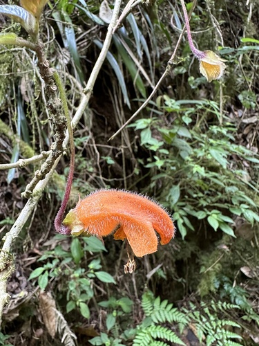 Columnea strigosa (Columnea strigosa)