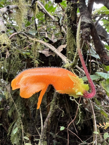 Columnea strigosa (Columnea strigosa)