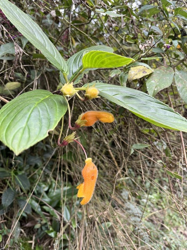 Columnea strigosa (Columnea strigosa)