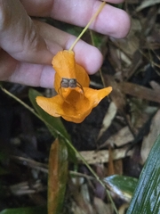 Columnea strigosa (Columnea strigosa)