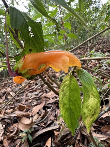 Columnea strigosa (Columnea strigosa)