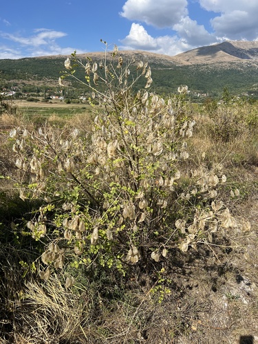 Bladder senna (Colutea arborescens)