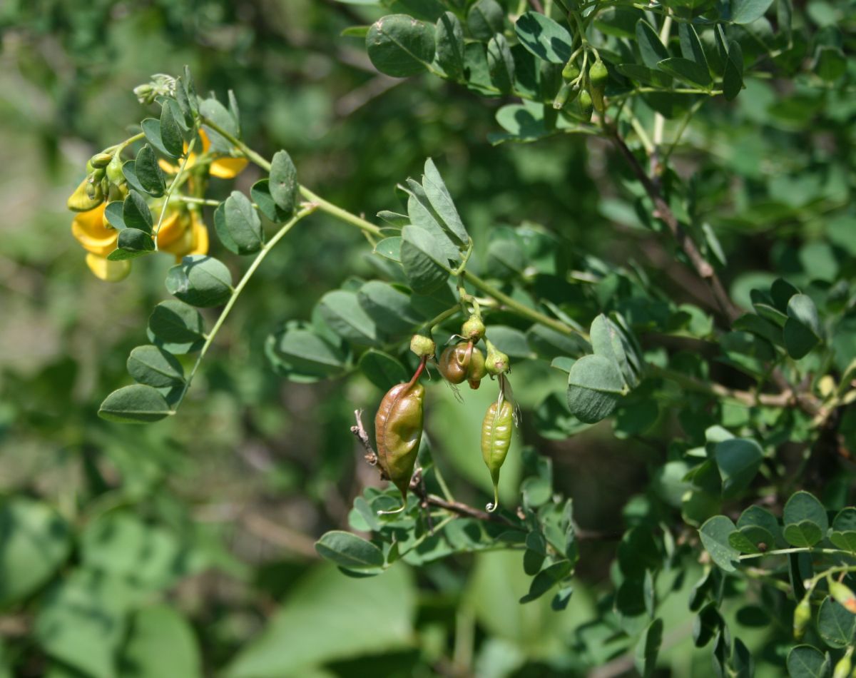 Bladder senna: Blasenstrauch ( Colutea arborescens ), Hülsenfrüchtler (Fabaceae), Schmetterlingsblütler (Faboideae) - Ungarn/Magyarország/Hungary: Pest megye, Burg Visegrád