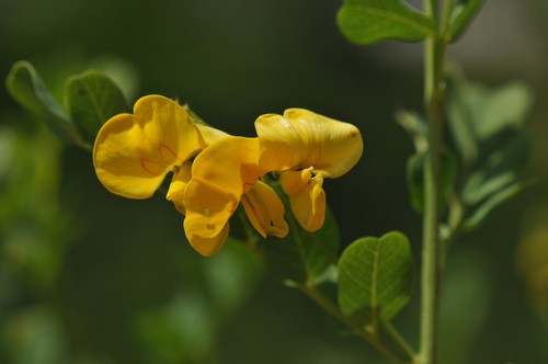 Bladder senna (Colutea arborescens)