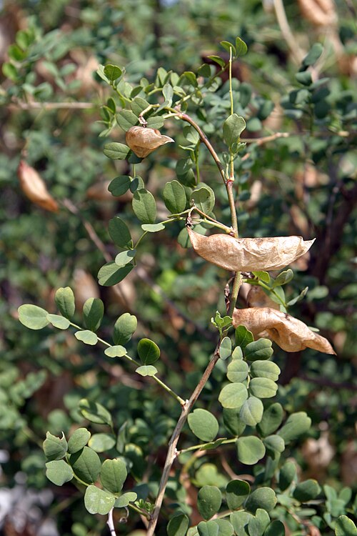 Bladder senna: Rostlina Žanovec měchýřník vyfotografovaná v Přerově nad Labem Autor: Petr Vilgus