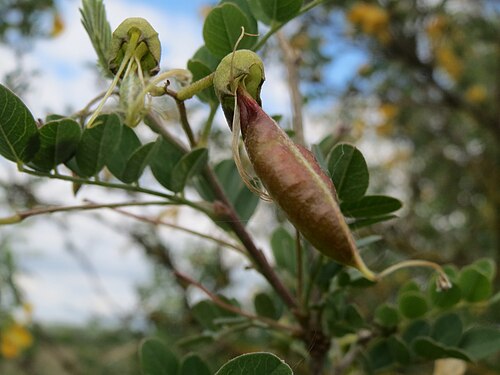Bladder senna: Gelber Blasenstrauch ( Colutea arborescens ) bei Neulußheim