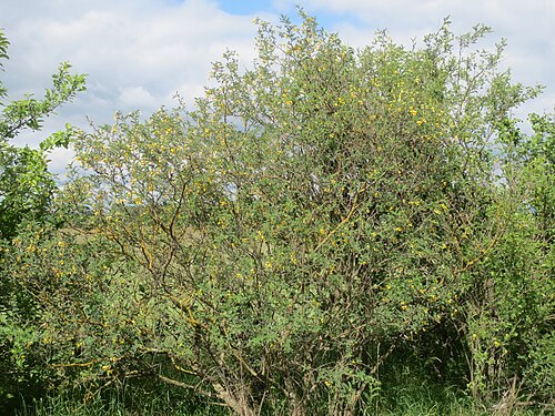 Bladder senna: Gelber Blasenstrauch ( Colutea arborescens ) bei Neulußheim