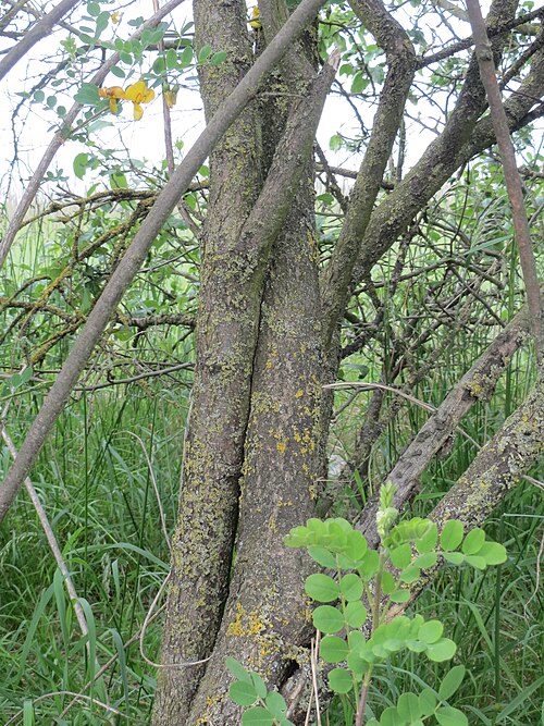 Bladder senna: Gelber Blasenstrauch ( Colutea arborescens ) bei Neulußheim