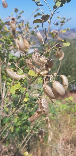 Bladder senna (Colutea arborescens)