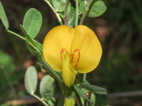 Bladder senna (Colutea arborescens)