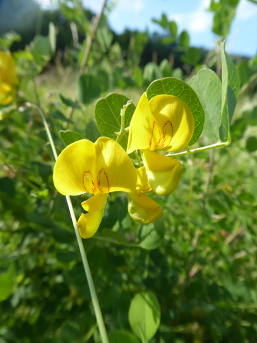 Bladder senna (Colutea arborescens)