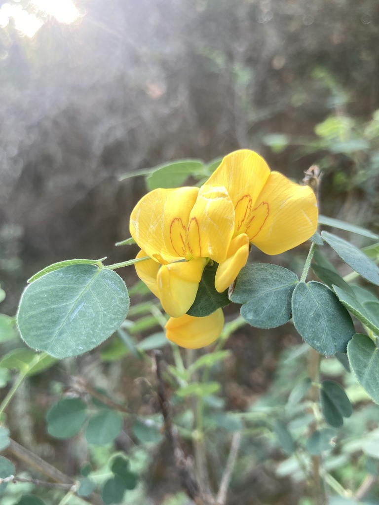 Bladder senna (Colutea arborescens)