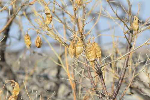 Colutea cilicica (Colutea cilicica)