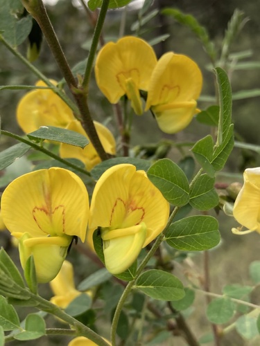Colutea cilicica (Colutea cilicica)