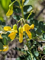 Colutea cilicica (Colutea cilicica)