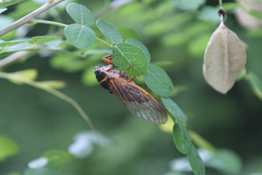 Colutea cilicica (Colutea cilicica)