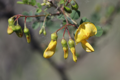 Colutea cilicica (Colutea cilicica)