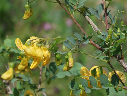 Colutea cilicica (Colutea cilicica)