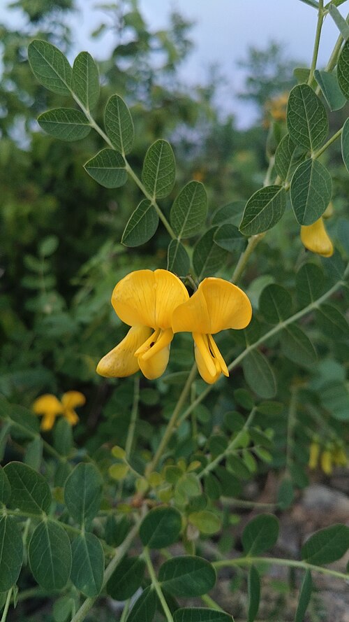Colutea cilicica: Colutea cilicica — Field observation from Архипо-Осиповка, Краснодарский край, Россия, Russian Federation. Collected by Владимир Береснев (2026-05-21). Recorded