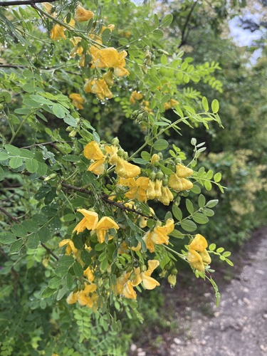Colutea cilicica (Colutea cilicica)