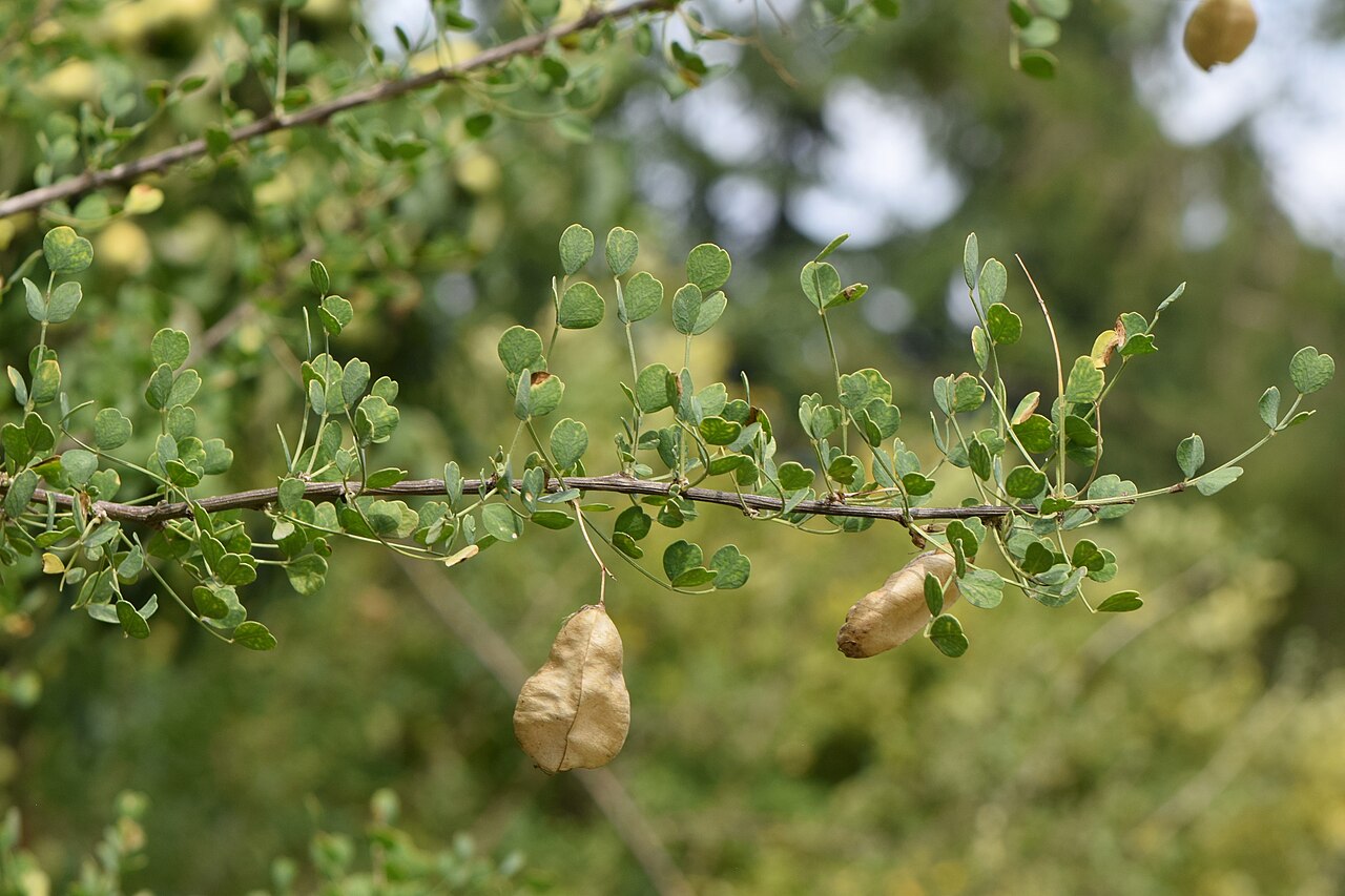 Colutea paulsenii: Colutea paulsenii in the Botanischer Garten, Berlin-Dahlem