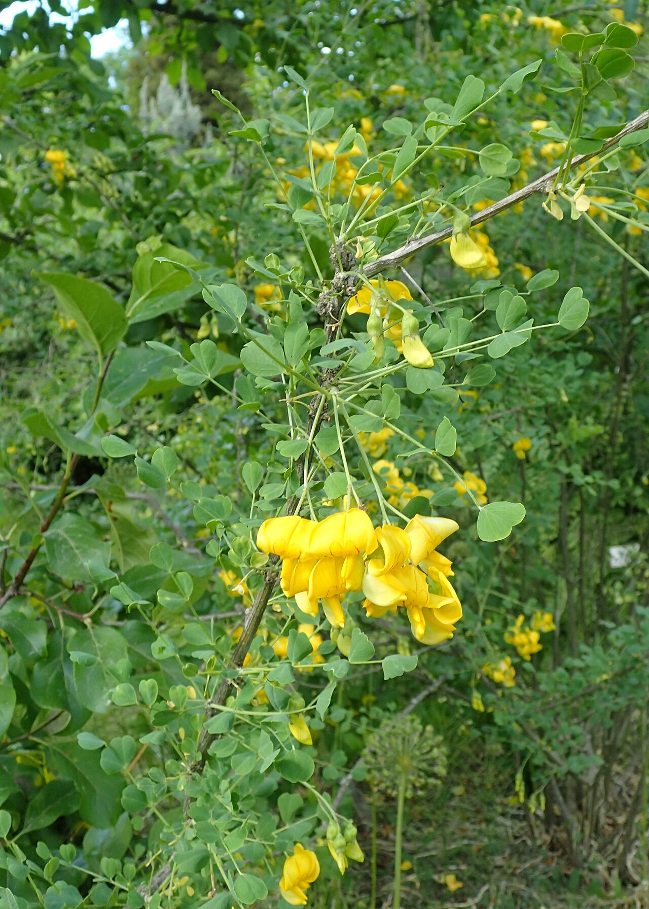 Colutea paulsenii: Colutea paulsenii in the Botanischer Garten, Berlin-Dahlem